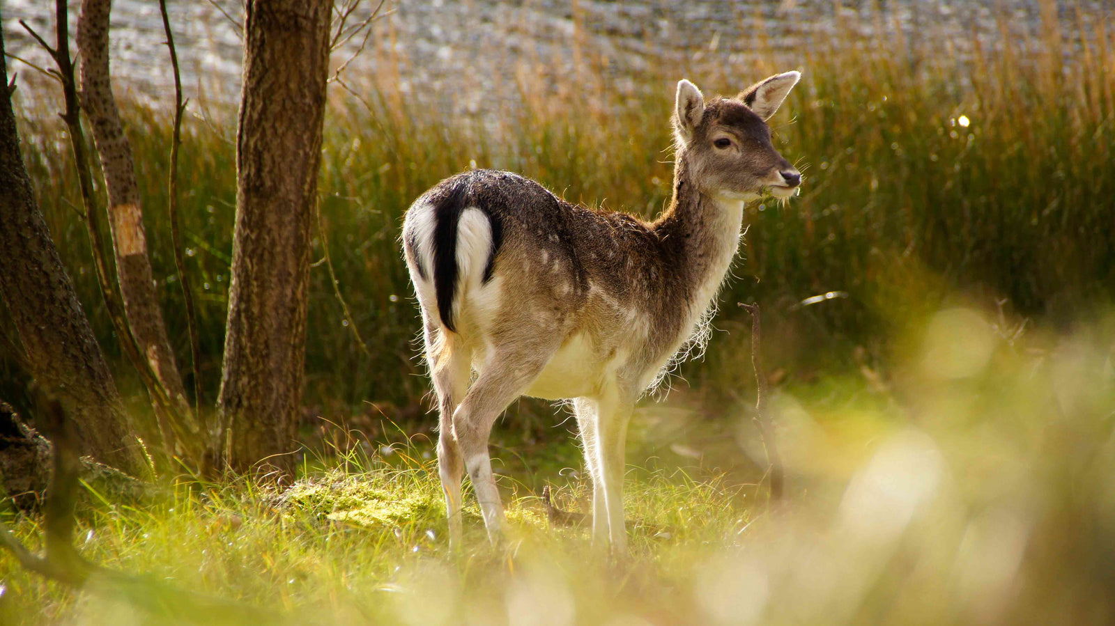 Amsterdamse Waterleidingduinen Wandelen