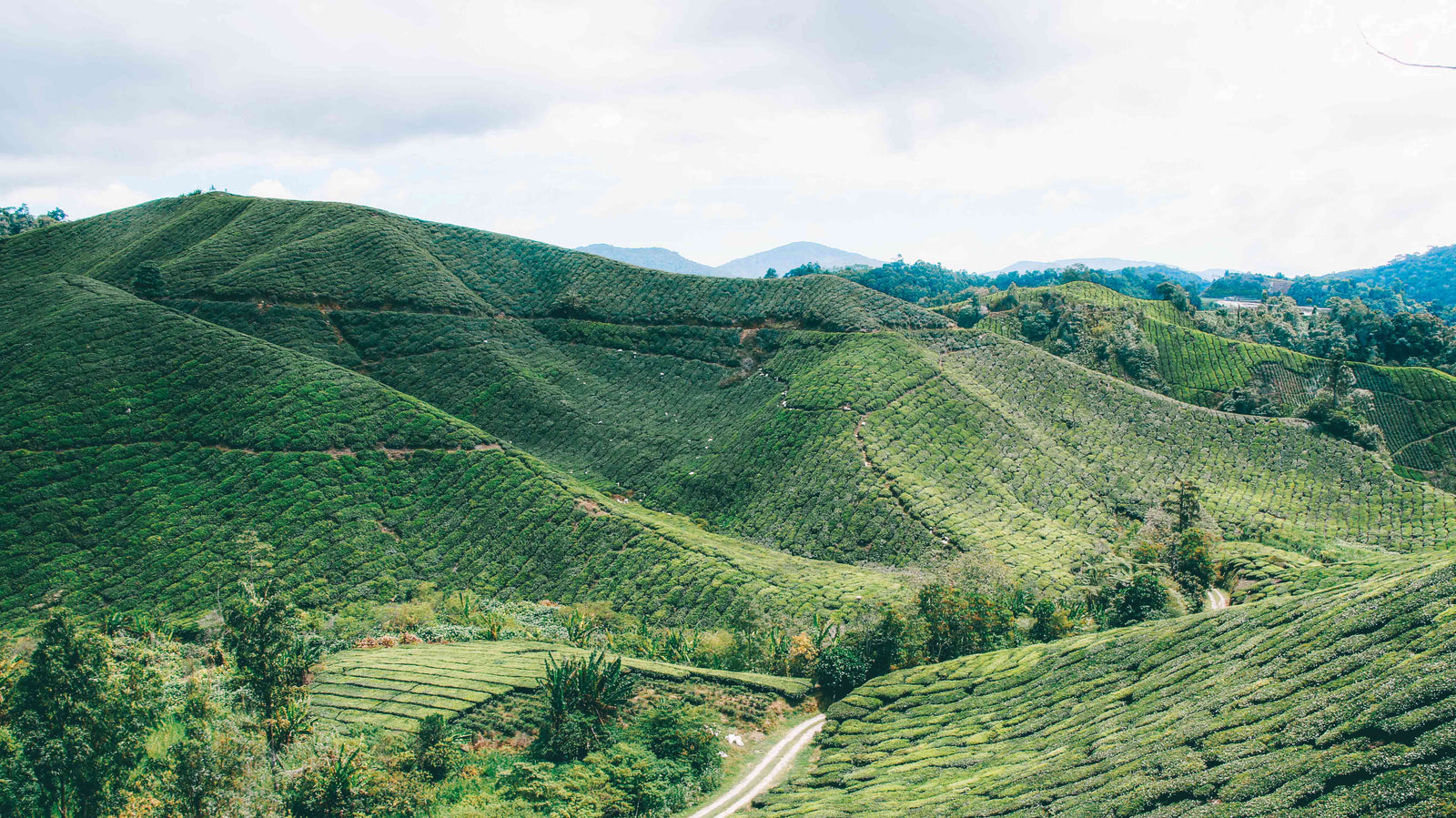 Cameron Highlands Maleisie