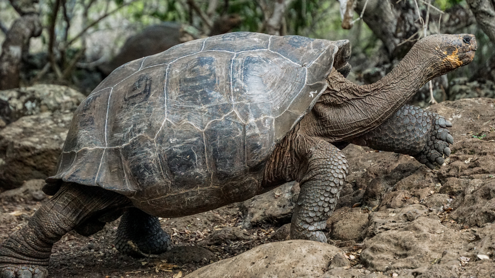 galapagos eilanden