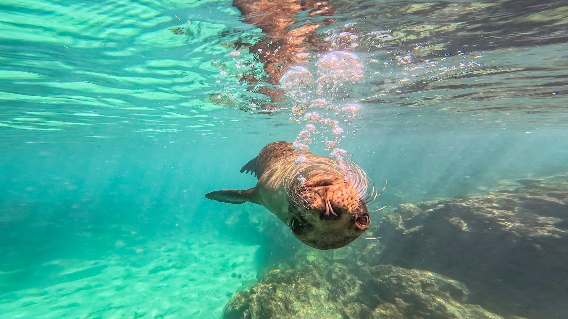 isabela galapagos