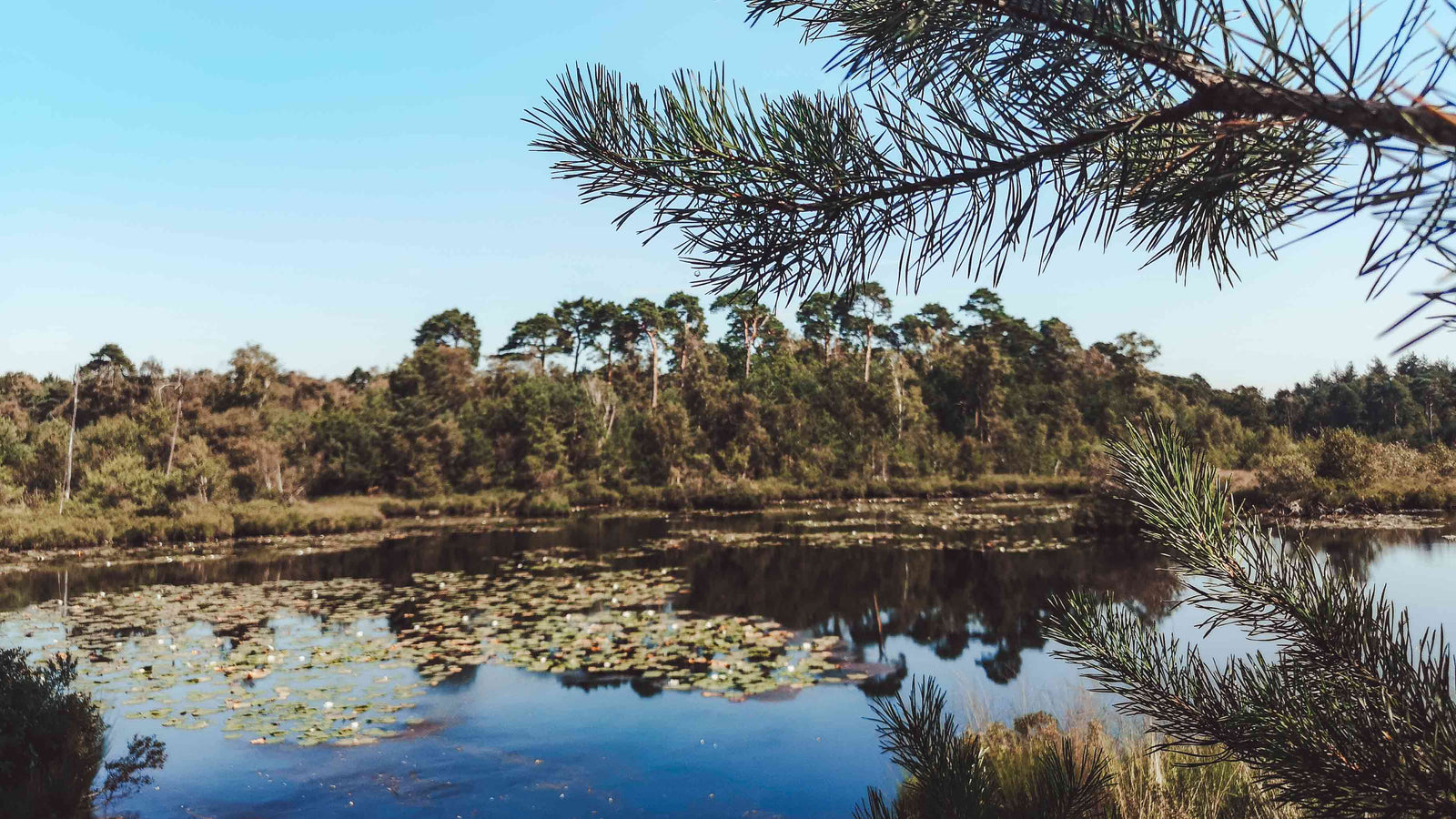 Wat te doen in Oisterwijk