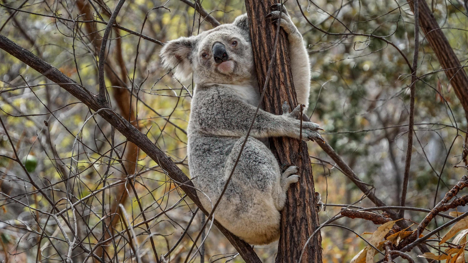 magnetic island koala