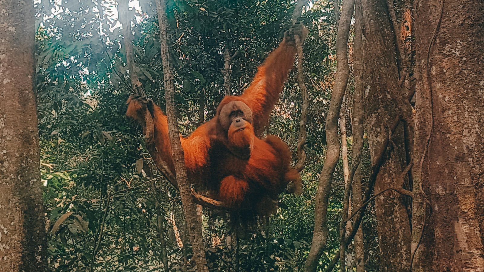 orang-oetans sumatra bukit lawang