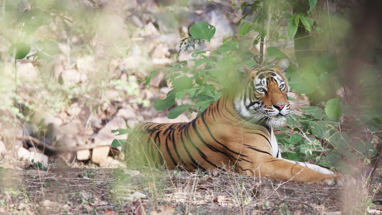 ranthambore national park india